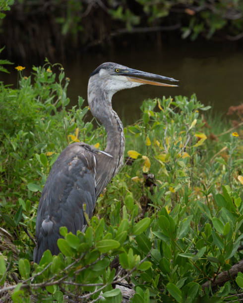 Great Blue Heron Perched in Green Vegetation stock photo