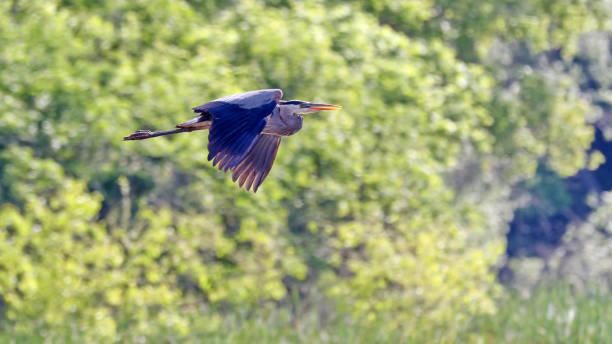Great Blue Heron stock photo