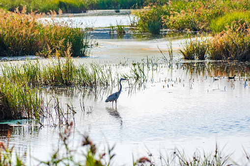 Great blue heron wading in marsh