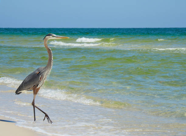 Great Blue Heron Walking Down a White Sand Beach stock photo
