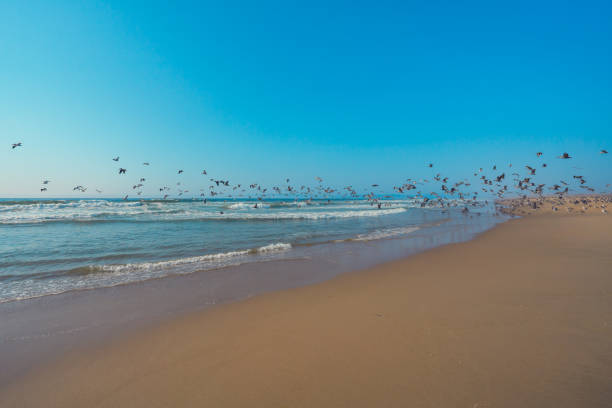 Great colony of seabirds on the beach, pelicans and seagulls, flying over the ocean stock photo