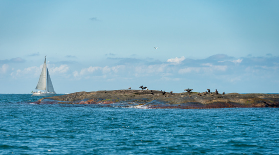Great cormorants and Seagulls on an islet at the Swedish west coast. (Bohuslan, Sweden.)