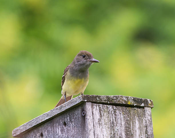 Great Crested Flycatcher stock photo