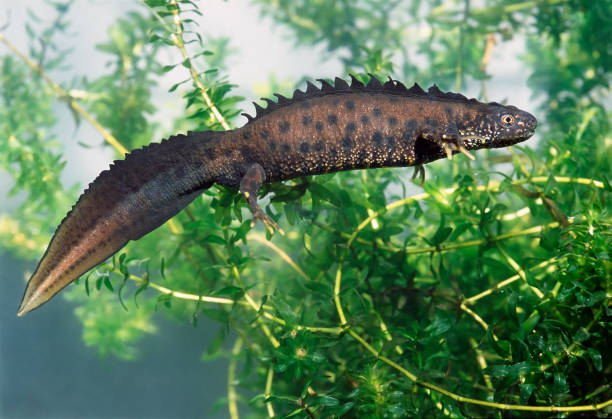 Great Crested Newt Male of Great Crested Newt (Triturus cristatus). It's skin color and crest is typical for breeding time. animal's crest stock pictures, royalty-free photos & images