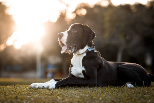 Great Dane dog portrait stock photo