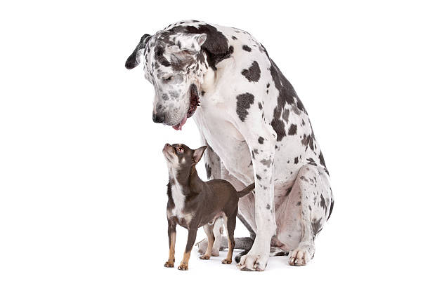 Great Dane HARLEQUIN and a chihuahua Great Dane HARLEQUIN and a chihuahua in front of a white background large stock pictures, royalty-free photos & images