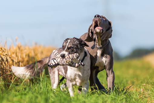 Great Dane Puppy And An Australian Shepherd Playing Together With