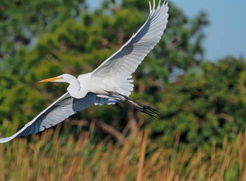 Great egret flying across Viera wetlands in search of food. A large white heron type bird that has become abundant across coastal locations of North America after being hunted to near extinction for their ornate feathers.