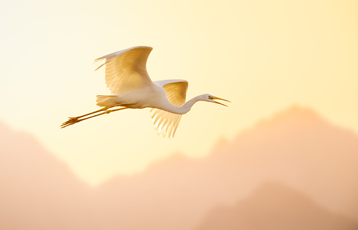 White great egret flying in nature.