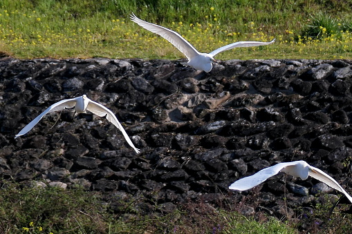 Great Egret flying in a flock