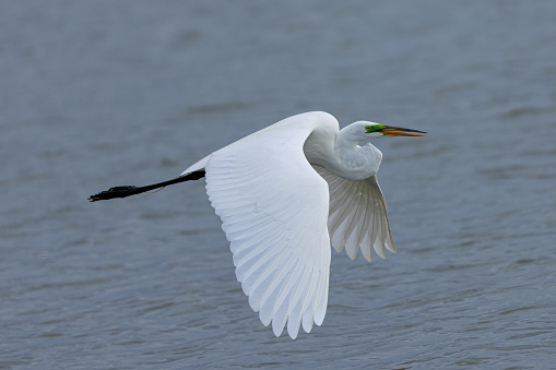 Great egret flying in beautiful light, seen in the wild in a North California marsh