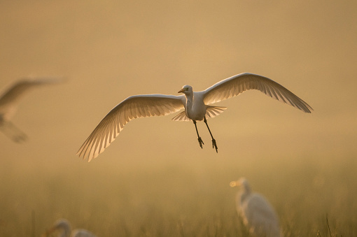 Great Egrets in misty mornings