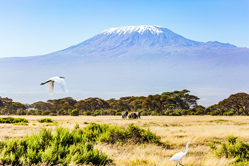 Fabulous journey to the African savannah. Herd of wild elephants grazes at the foot of famous Mount Kilimanjaro. Africa. Great egret flying over the grass