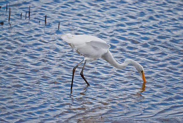 Great Egret Hunting in the Shallows The Great Egret (Ardea alba), also known as the common egret is a large, widely distributed egret, found in Asia, Africa, the Americas, and southern Europe. Distributed across most of the tropical and warmer temperate regions of the world, it builds tree nests in colonies close to water. Like all egrets, it is a member of the heron family. Except for its white color, the great egret is similar in size and appearance to the great blue heron. Like the great blue heron, the great egret feeds in shallow water or drier habitats. Its diet consists of fish, frogs, small mammals, and occasionally small reptiles and insects. It hunts for its prey by slowly stalking and then standing still and allowing the prey to come close. The great egret uses its long bill as a spear to stab its prey. This great egret was photographed while hunting in the water at the Nisqually National Wildlife Refuge near Olympia, Washington State, USA. jeff goulden heron stock pictures, royalty-free photos & images