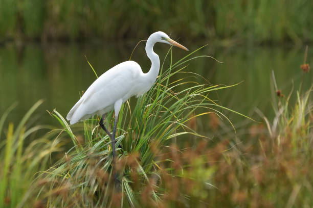 Great egret (Ardea alba), real wildlife - no ZOO Great egret (Ardea alba), real wildlife - no ZOO heron family stock pictures, royalty-free photos & images