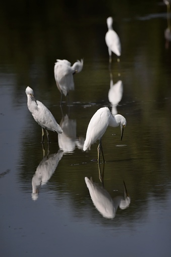Four Great Egrets preening and feeding in Knapp Lake at the Chesapeake Bay Environmental Center in grasonville, Maryland.