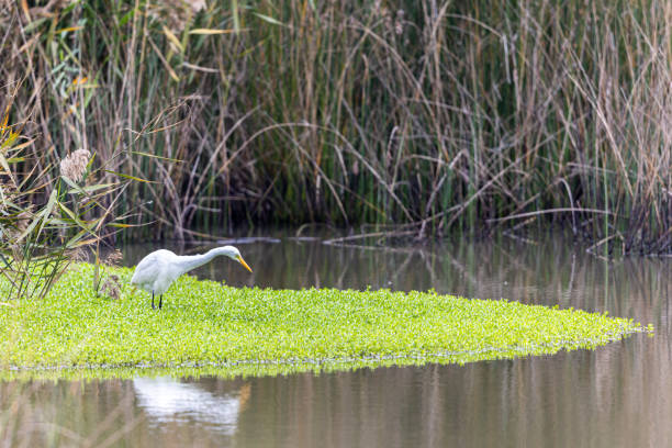 Great Egret (Ardea alba) seeking food at wetland stock photo