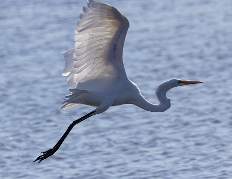 Great egret taking off in beautiful light, seen in the wild in a North California marsh