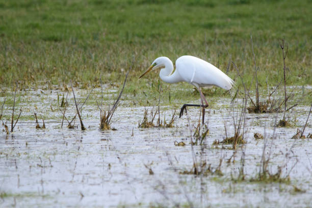 Great Egret wading in the lake and hunting Great Egret wading in the lake and hunting heron family stock pictures, royalty-free photos & images