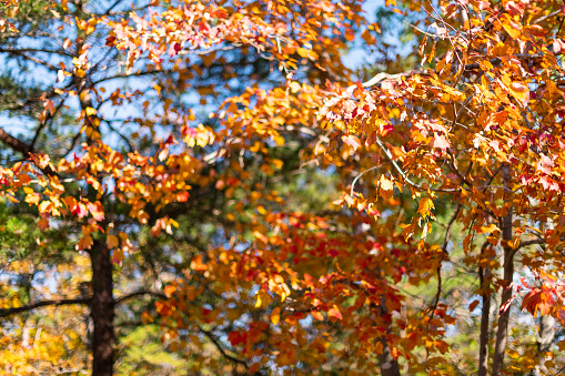 fall, orange WA trees Tacoma in pine