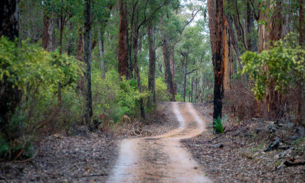 Great Forest Trees Drive, Shannon National Park, Western Australia stock photo