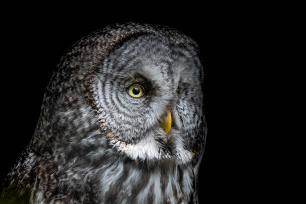 great gray owl - burt forest imagens e fotografias de stock