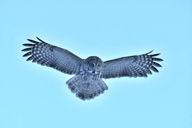 Great Gray Owl stock photo