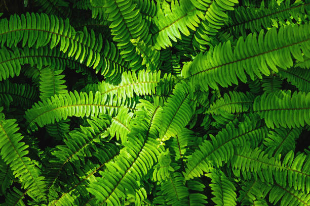 great green bush of fern with light and dark tone in the forest for background texture. stock photo