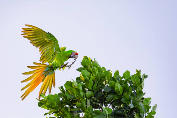 great green macaw, Ara ambiguus stock photo