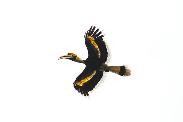 Great Hornbill stock photo