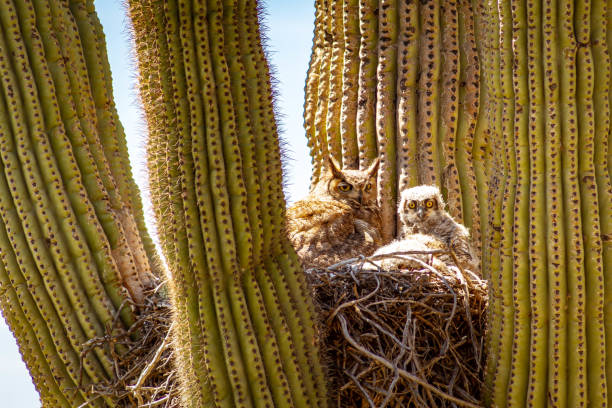 Great Horned Owl and Baby in Cactus stock photo