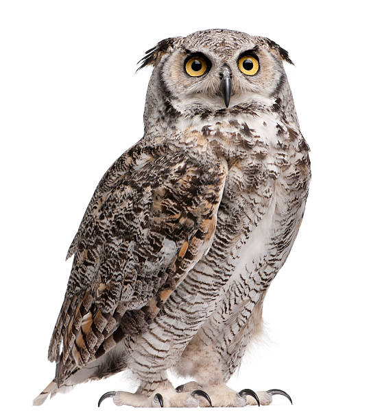 Great horned owl, Bubo virginianus subarcticus Great Horned Owl, Bubo Virginianus Subarcticus, in front of white background. beak photos stock pictures, royalty-free photos & images