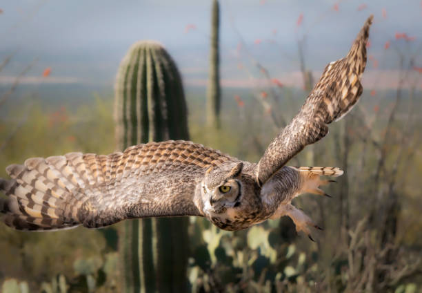 Great Horned Owl in Sonoran Desert Daytime in Flight with Saguaro Cactus stock photo