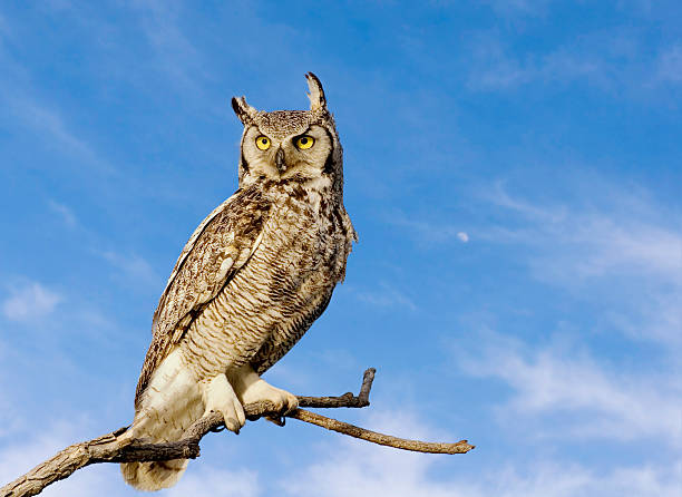 Great horned owl Great horned owl with sky background. perching stock pictures, royalty-free photos & images