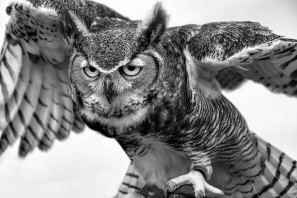 Best Black And White Owl Stock Photos Pictures Royalty