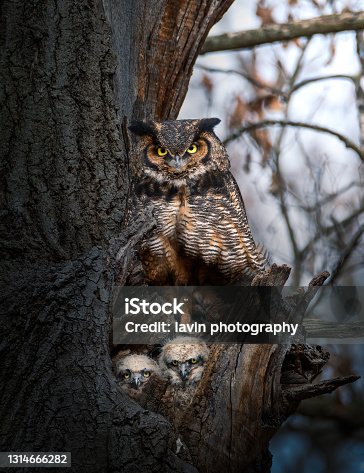 istock great horned owl with two owlets 1314666282