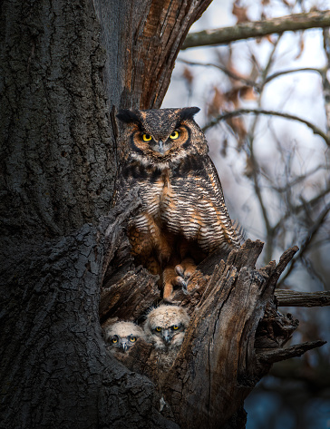 Northern hawk-owl (Surnia ulula) looking out of a tree hollow.