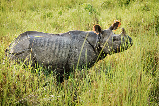 Great Indian Rhinoceros in Nepal "Massive single horn Indian Rhino in the National forest Chitwan, Nepal. Backlit by the sun." chitwan stock pictures, royalty-free photos & images