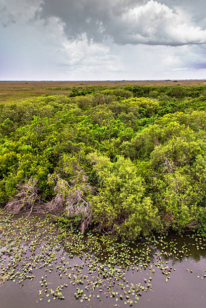 Great landscape at Everglades National Park stock photo