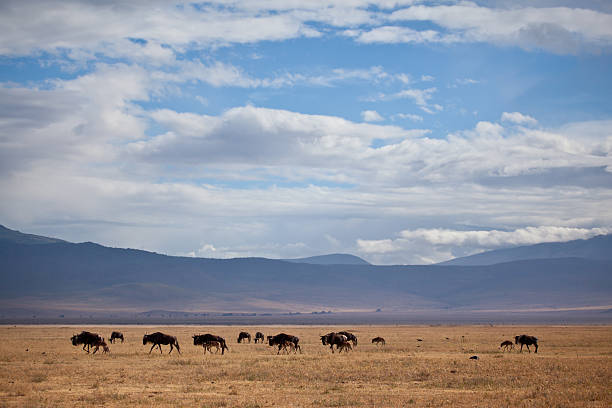 Herds of Wildebeest cross the Serengeti during the Great Migration....