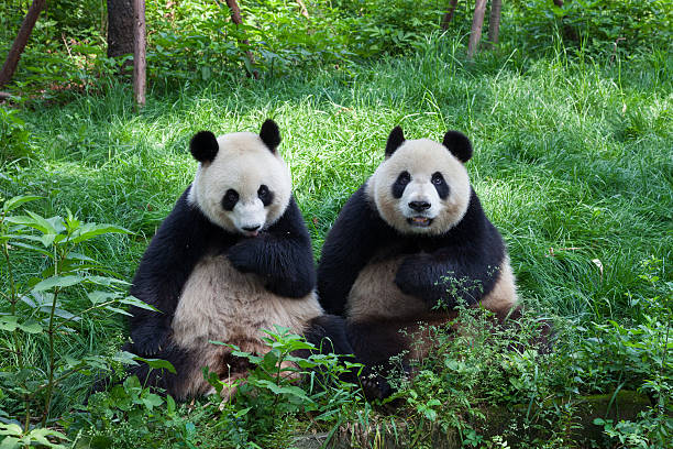 Great Pandas looking at the camera - Chengdu, Sichuan, China stock photo