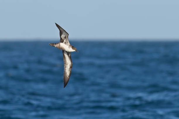 Great Shearwater over Sea stock photo