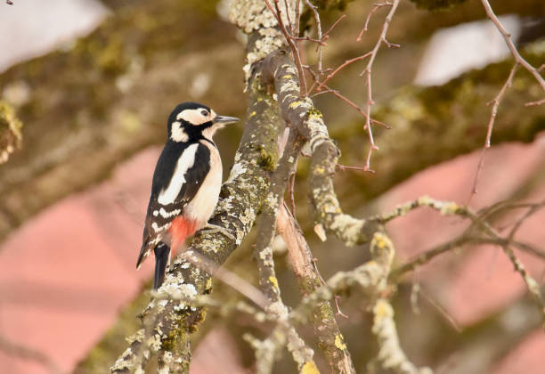 Great Spotted Woodpecker Dendrocopos major stock photo