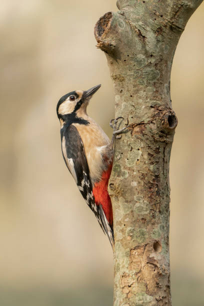 Great Spotted Woodpecker ( Dendrocopos major) in a tree stock photo