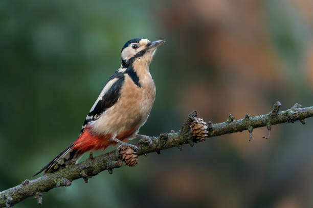 Great Spotted Woodpecker ( Dendrocopos major) on a branch stock photo