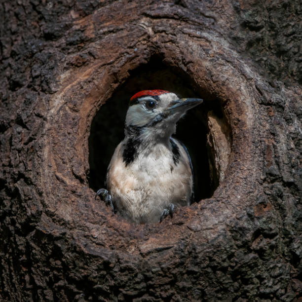 Great Spotted Woodpecker ( Dendrocopos major) stock photo