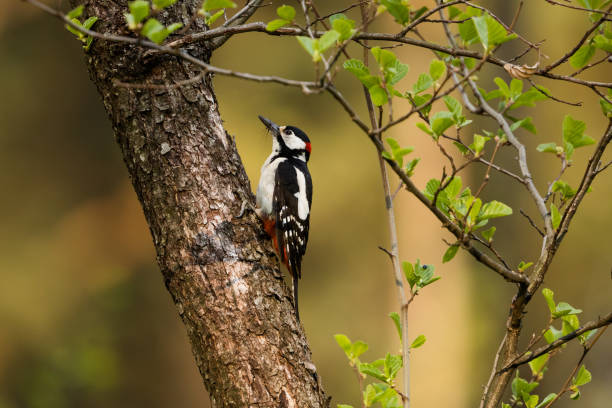 Great spotted woodpecker stock photo