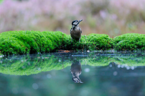 Great spotted woodpecker reflection in forest pond stock photo