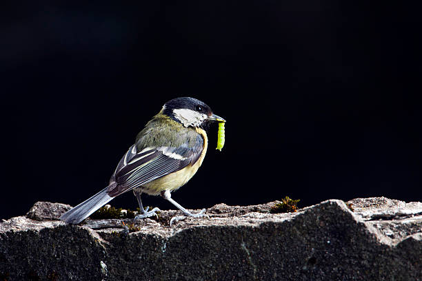 great tit bird with worm in feeding time - talgoxe bildbanksfoton och bilder