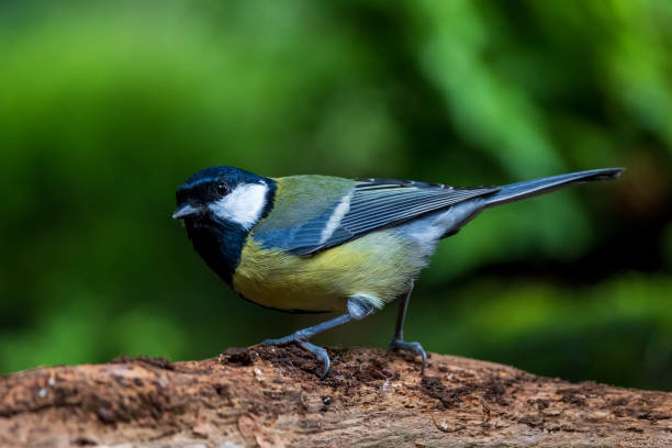 Great tit close up on tree trunk stock photo